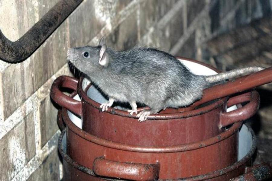 Уничтожение крыс и мышей в частном доме в Подмосковье